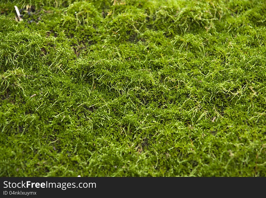 Moss on rocks in the forest by the rainy season. Moss on rocks in the forest by the rainy season.