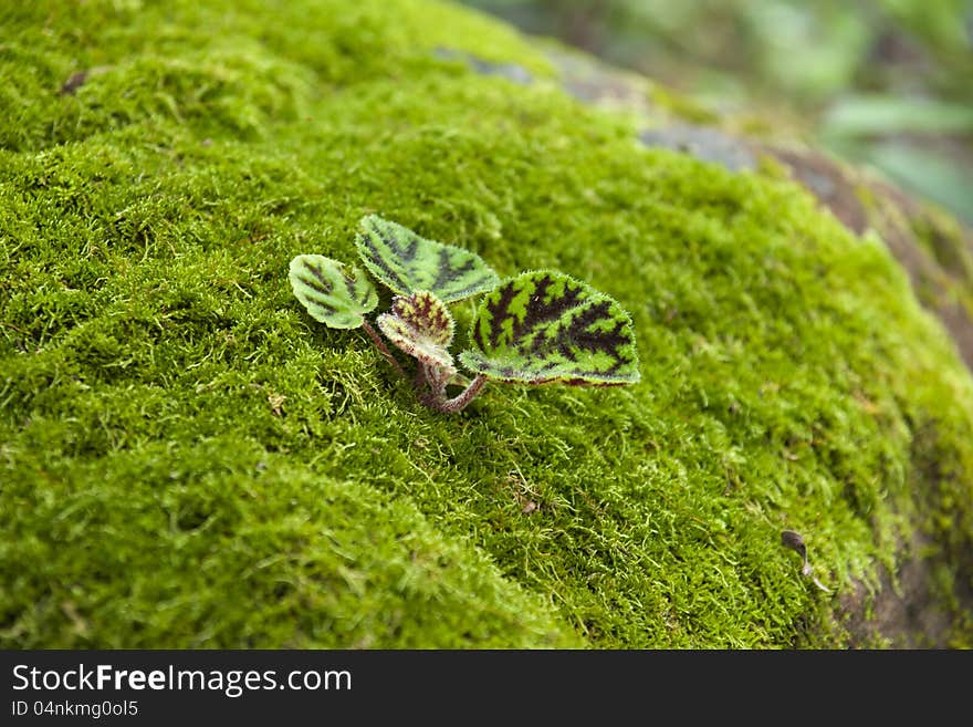 Moss on rocks in the forest by the rainy season. Moss on rocks in the forest by the rainy season.