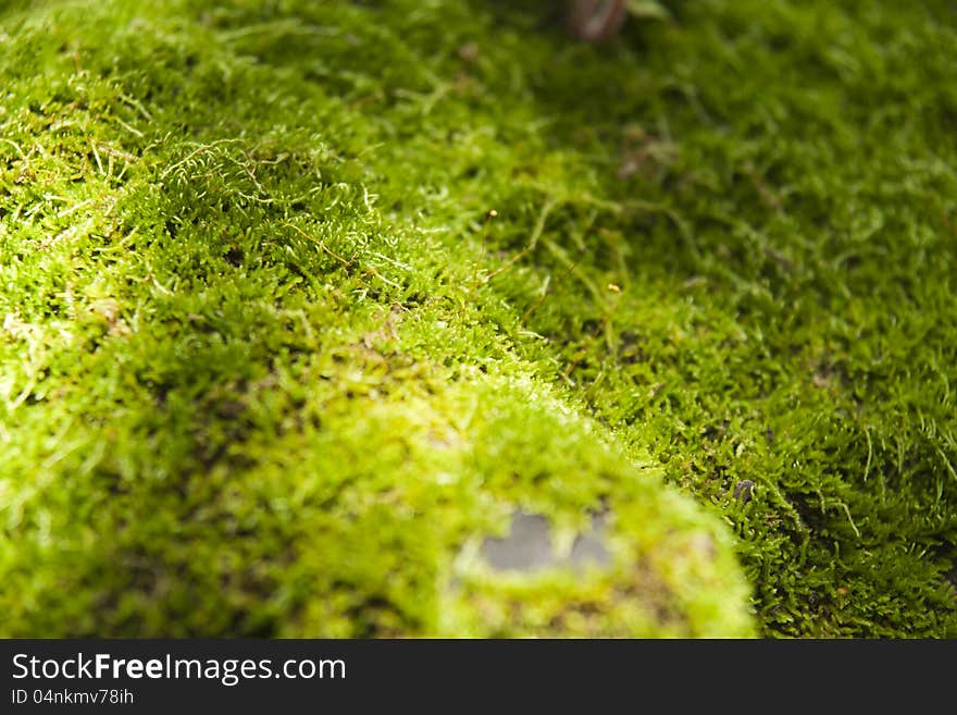 Moss on rocks in the forest by the rainy season. Moss on rocks in the forest by the rainy season.