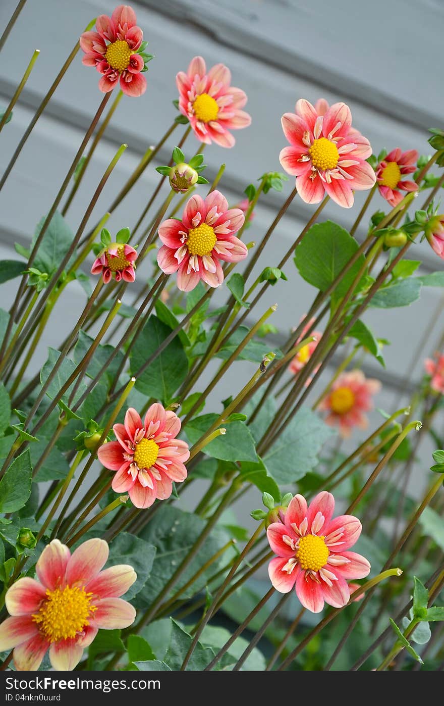 Pretty pink dahlia flowers in summer garden