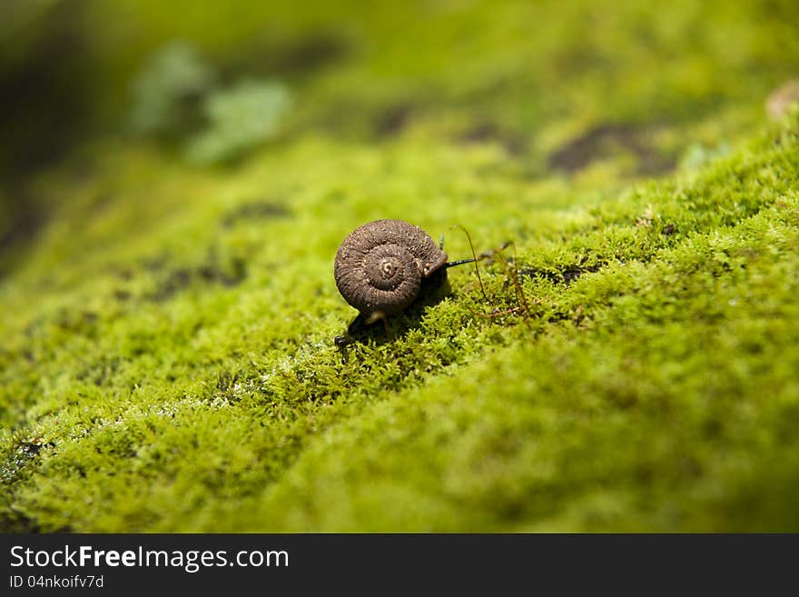 Snail on green foliage background. Snail on green foliage background