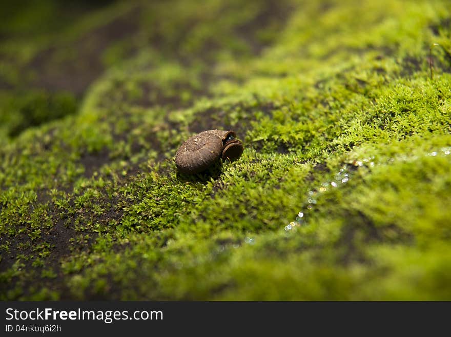 Snail on green foliage background. Snail on green foliage background