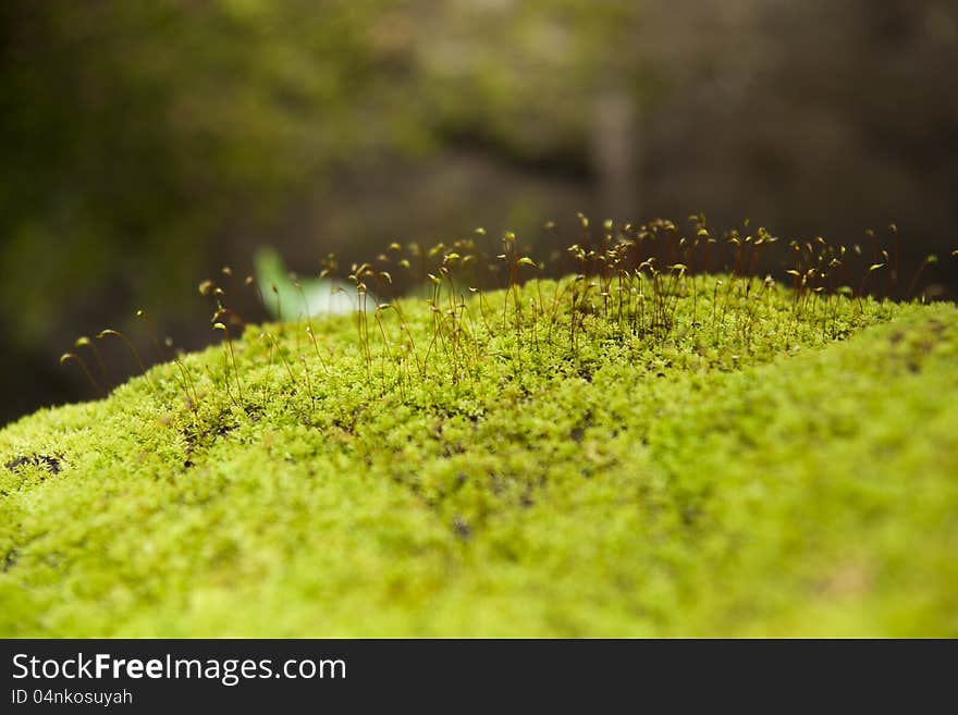 Moss on rocks in the forest by the rainy season. Moss on rocks in the forest by the rainy season.