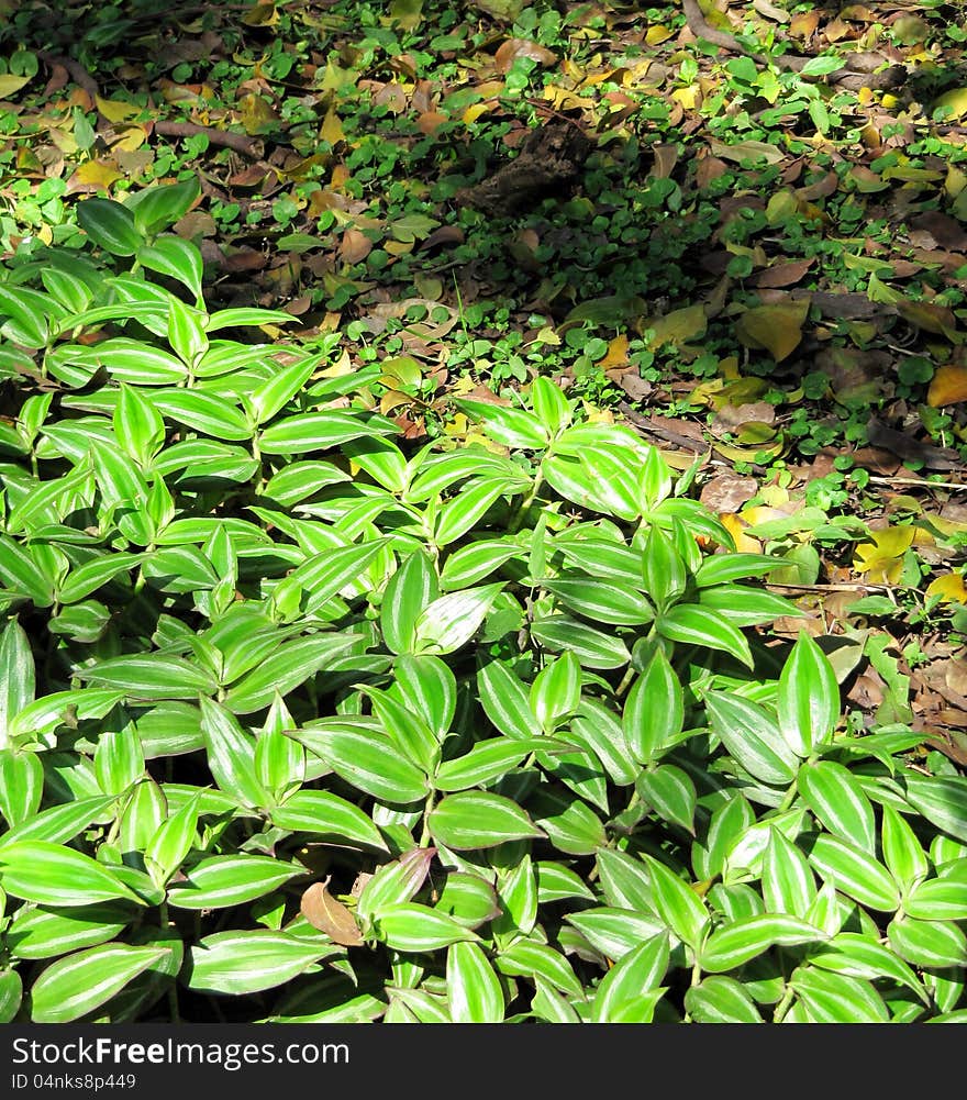 Green leaves of a tradescantia and autumn fallen leaves, contrast background. Green leaves of a tradescantia and autumn fallen leaves, contrast background