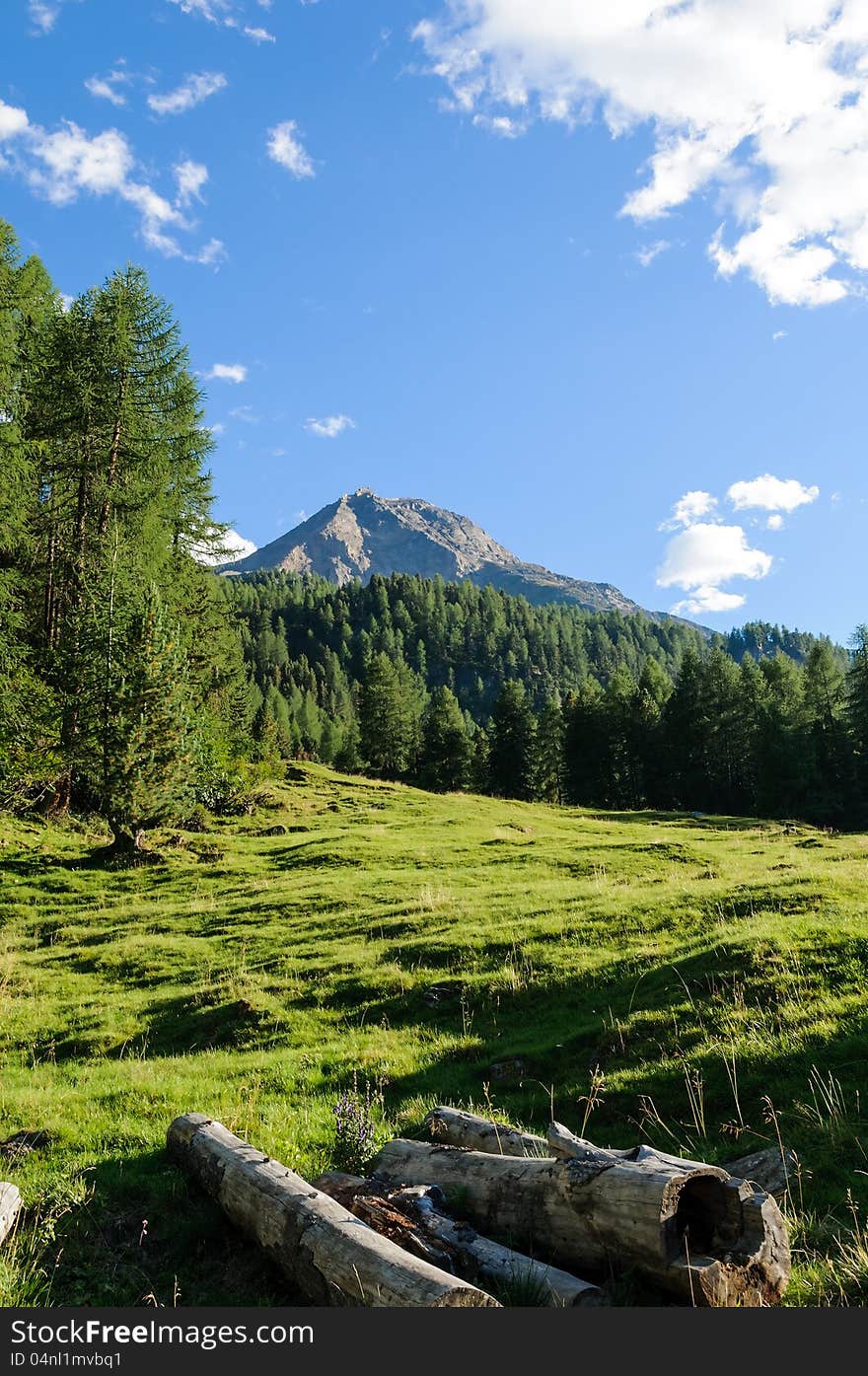 Peaceful woods landscape of north Italy with evergreen trees and blue sky. Peaceful woods landscape of north Italy with evergreen trees and blue sky