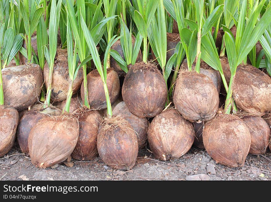 A Few fresh coconuts in thailand