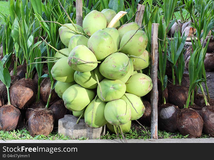 A Few fresh coconuts in thailand