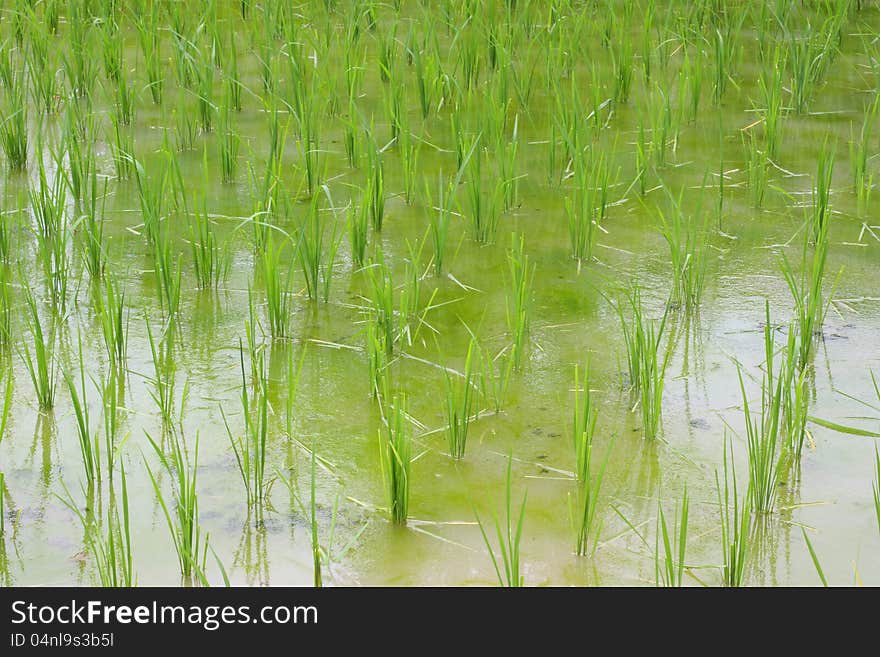 Rows of rice on a wet rice field