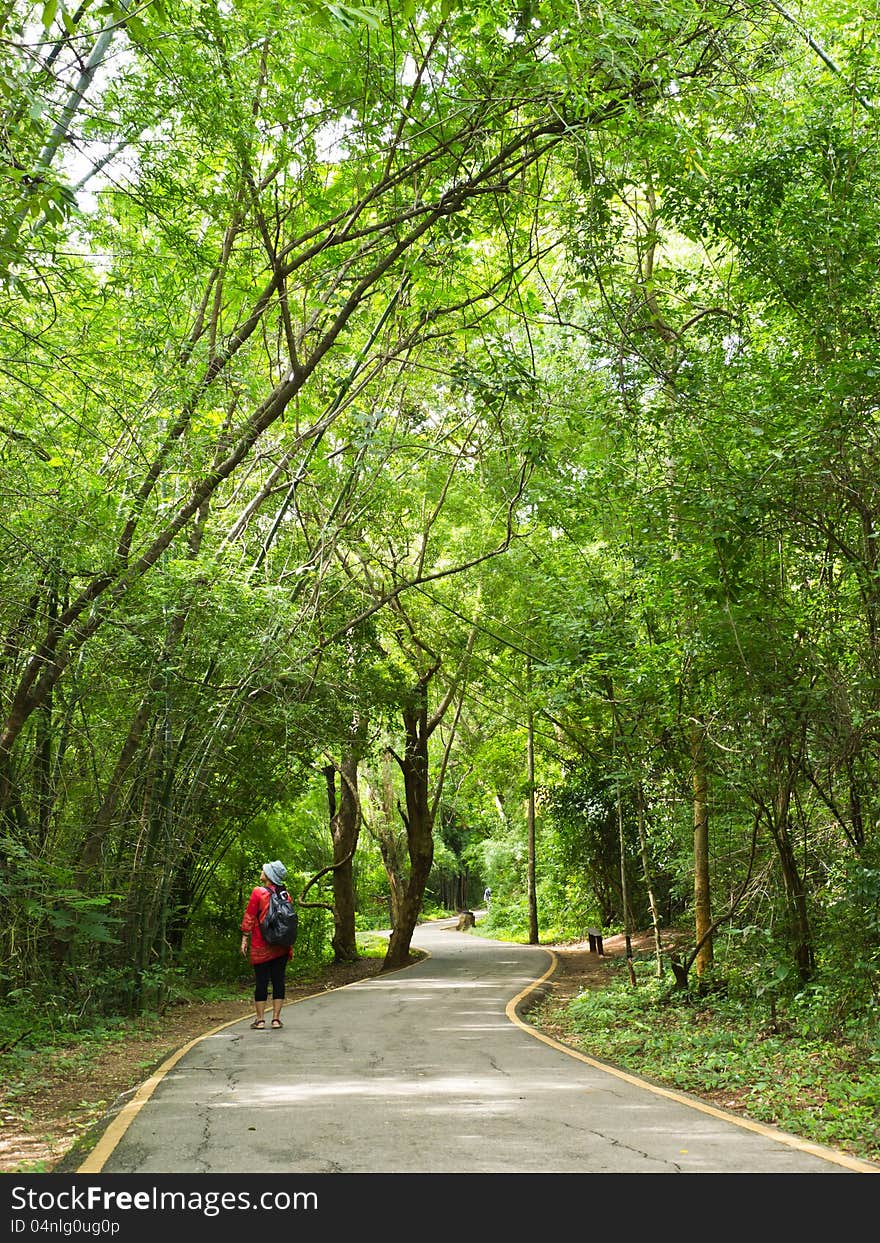 Traveler on walkway in forest of national park in Thailand. Traveler on walkway in forest of national park in Thailand