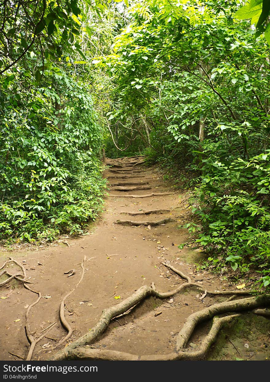 Pathway in forest of national park in Thailand