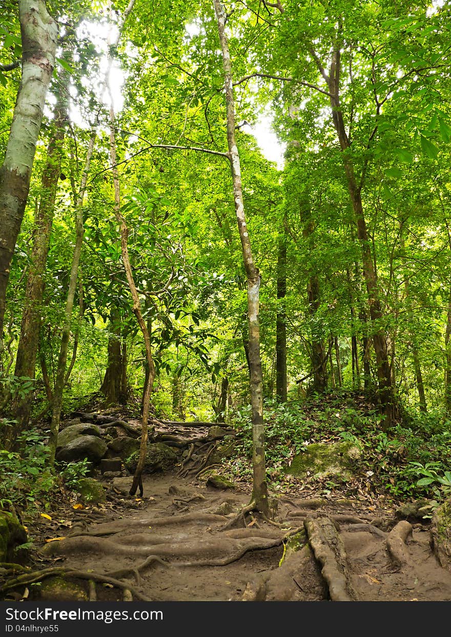 Tropical forest of national park in Thailand