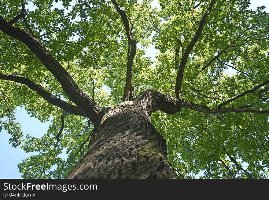 Green treetop cover the sky. Green treetop cover the sky