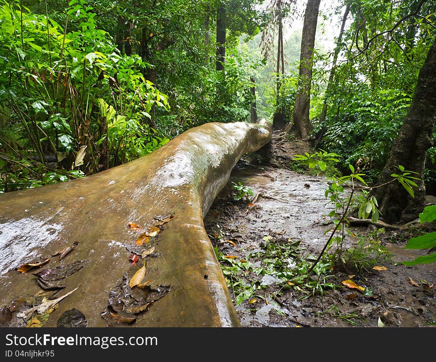 Raining in forest of national park in Thailand. Raining in forest of national park in Thailand