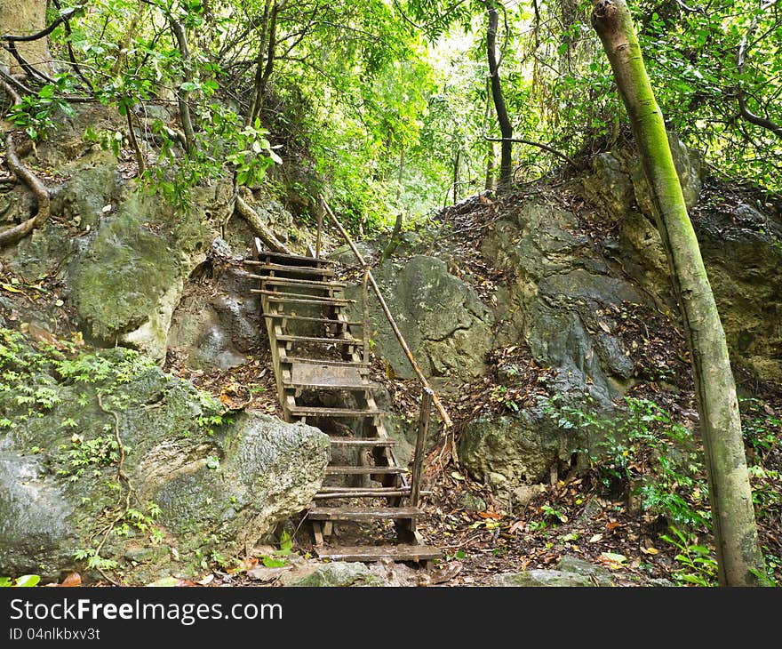 Walkway In Forest