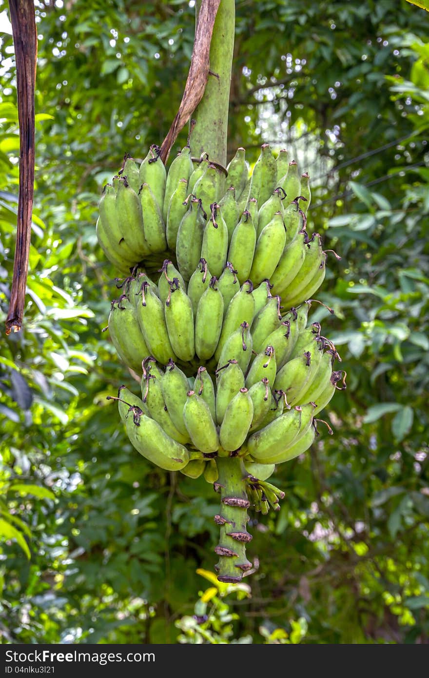 Bunch of fresh green bananas