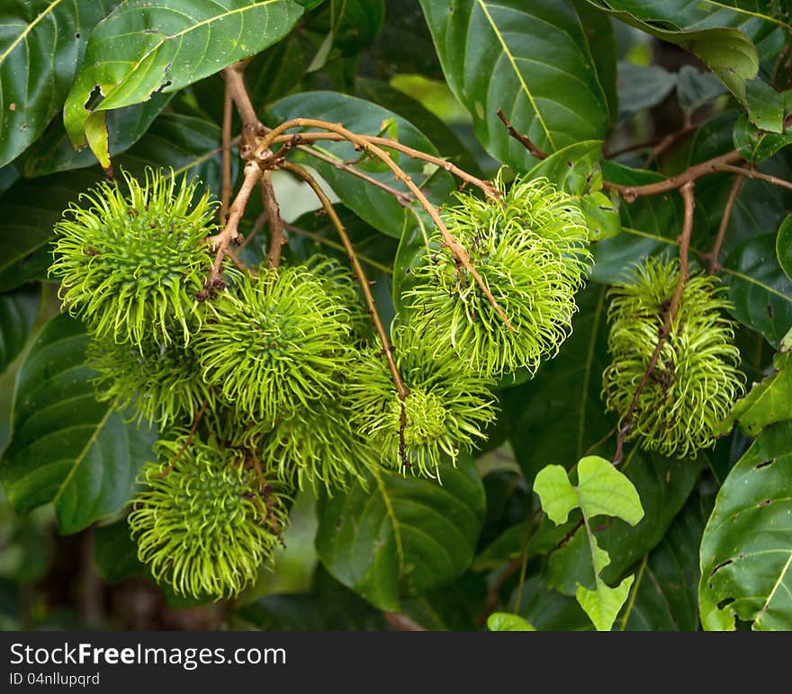 Rambutan