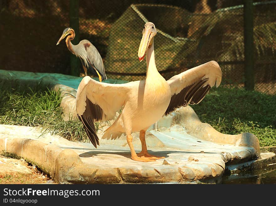 Pelicans