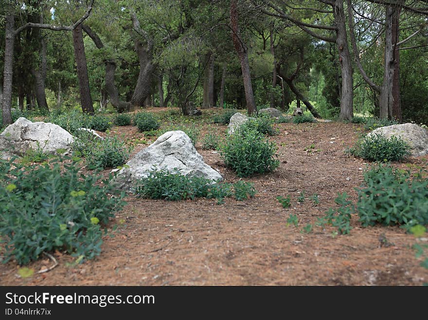 Stones In The Forest