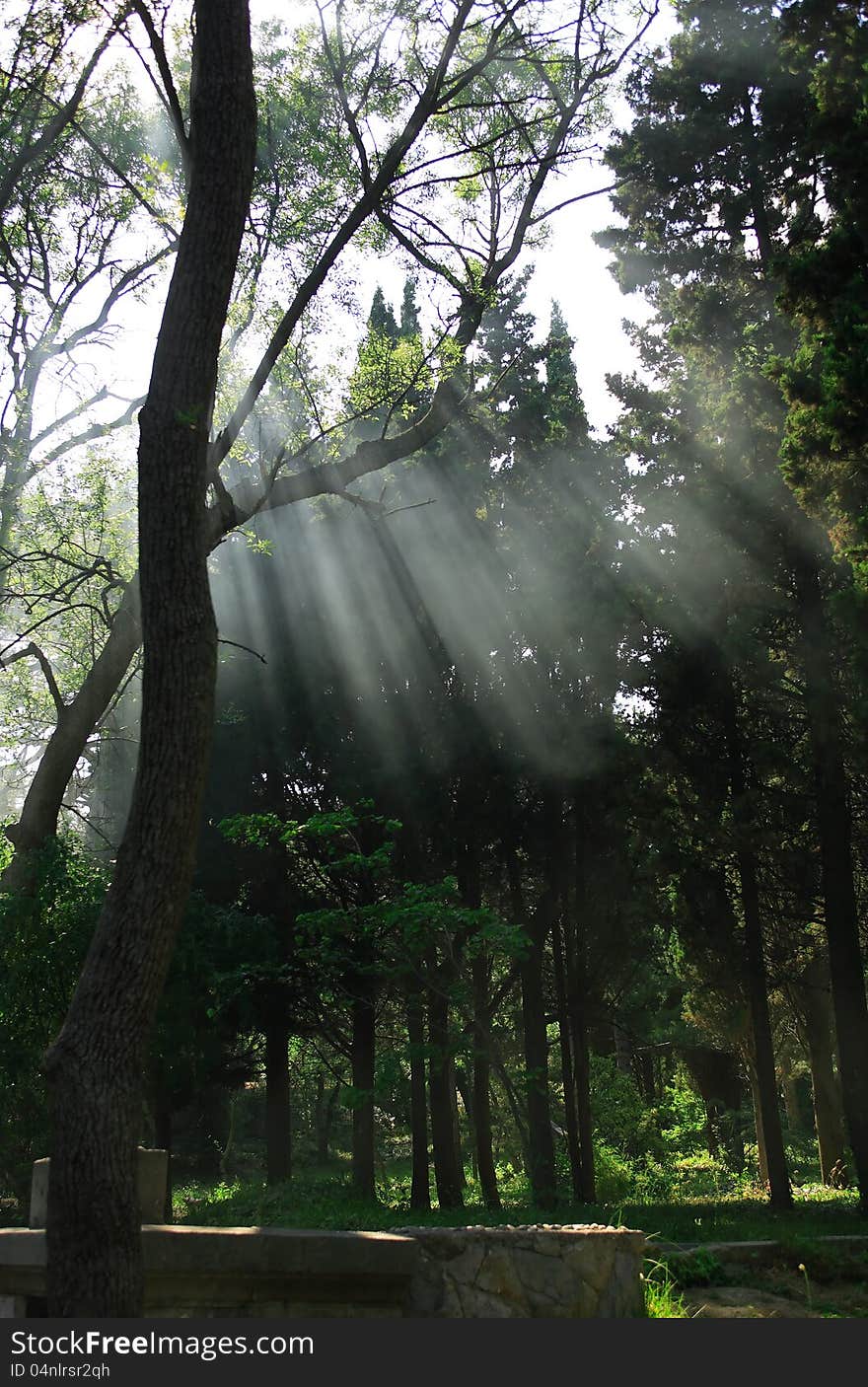 Summer park with few sunbeams between trees. Summer park with few sunbeams between trees