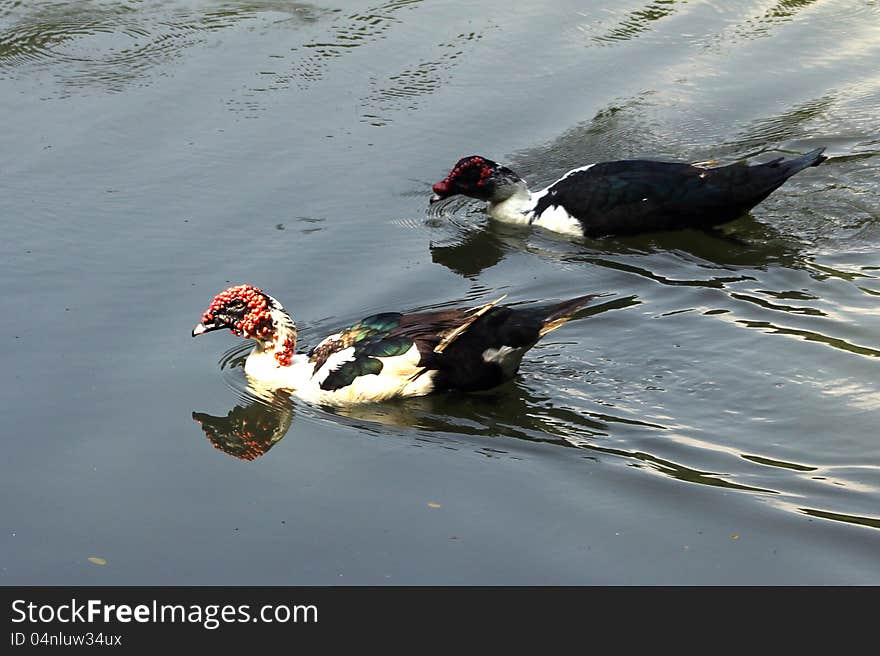 Two ornamental ducks on lake water