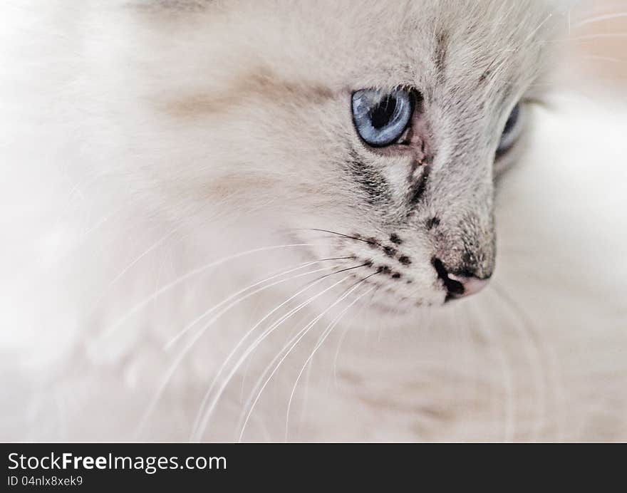 Our little Balinese kitten only 8 weeks old. She is such a little darling with the most beautiful crystal blue eyes. Our little Balinese kitten only 8 weeks old. She is such a little darling with the most beautiful crystal blue eyes.