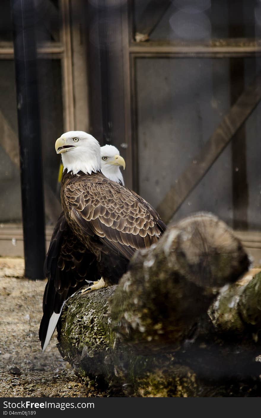 Mated pair of bald eagles