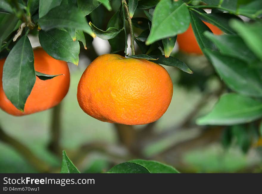 Orange At Chiang Mai