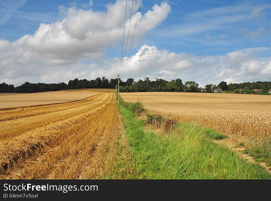 An English Rural Landscape with field of golden wheat stubble. An English Rural Landscape with field of golden wheat stubble