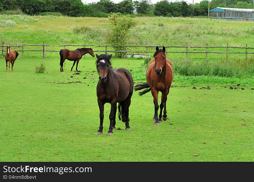 Bay Horses Grazing In Rural England