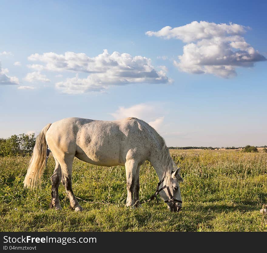 White horse graze in a field