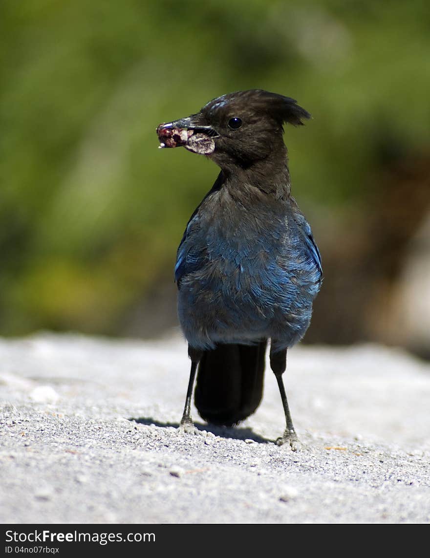 Stellers Jay snatches some food near Crater Lake. Stellers Jay snatches some food near Crater Lake