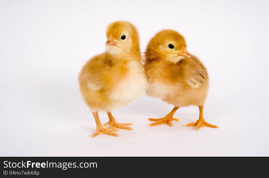 One Newborn Chicken Couple stands together. One Newborn Chicken Couple stands together