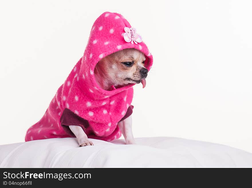 A small chihuahua warmly dressed for the winter. A small chihuahua warmly dressed for the winter.