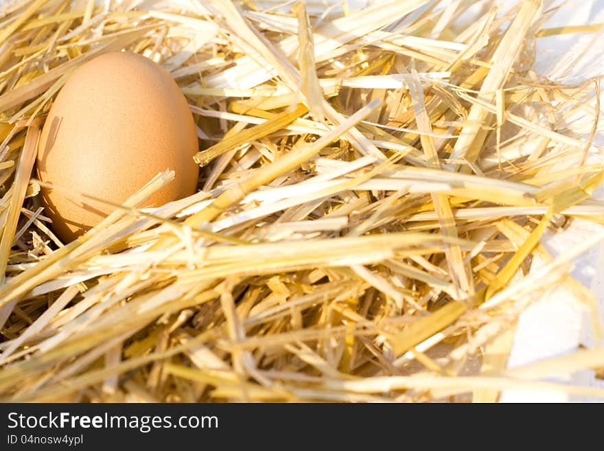 Egg in nest-fresh egg