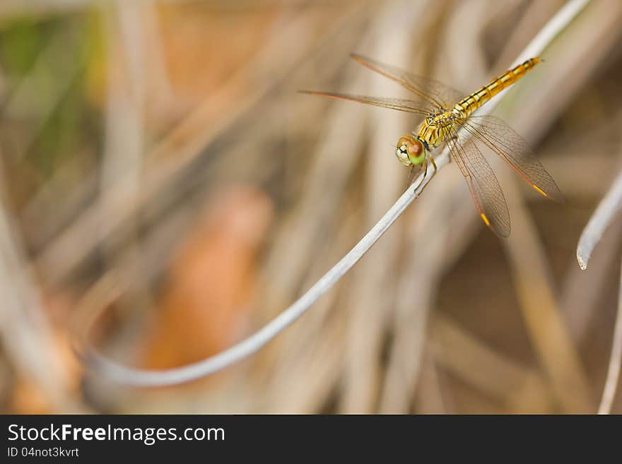 Close up of dragonfly on branch