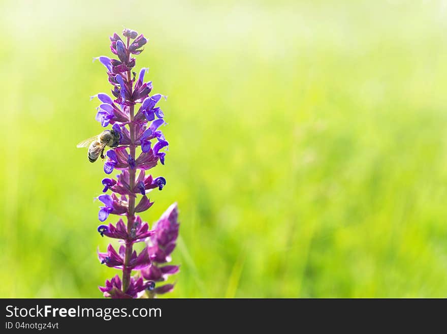 Beautiful wildflower-beauty in nature