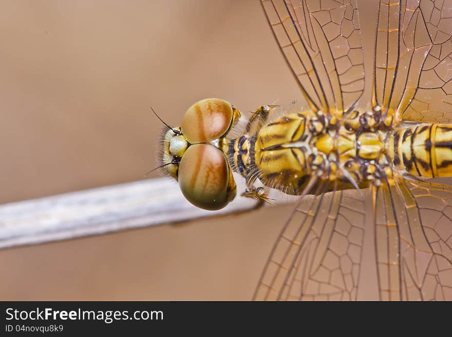 Close up of dragonfly on branch