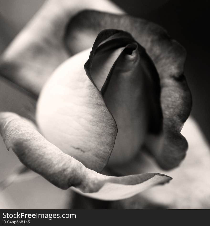 Image of sepia rose closeup