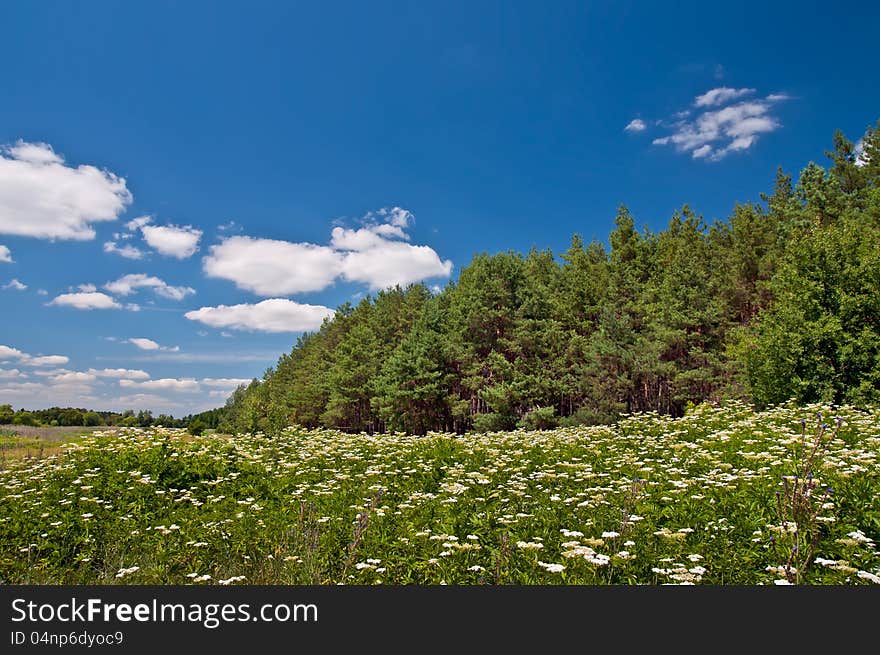 Meadow of white flowers and fir forest in the background of blue sky