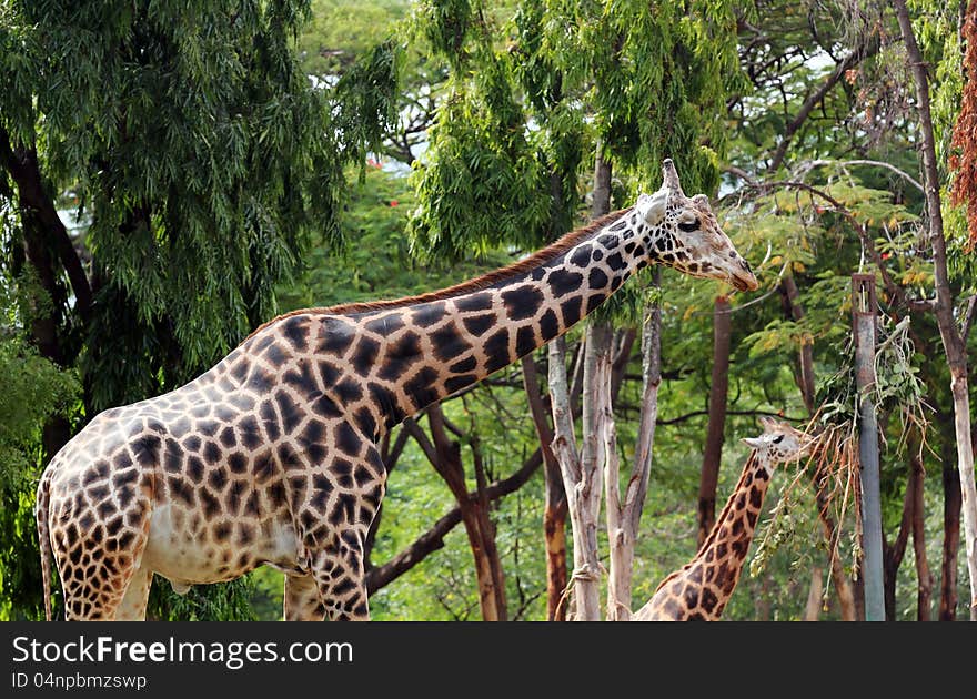 Photo of graceful and gentle mature adult giraffe and a younger giraffe eating its vegetarian food. Giraffe is mostly found in african forests and these gentle gaints have long necks and legs. Photo of graceful and gentle mature adult giraffe and a younger giraffe eating its vegetarian food. Giraffe is mostly found in african forests and these gentle gaints have long necks and legs