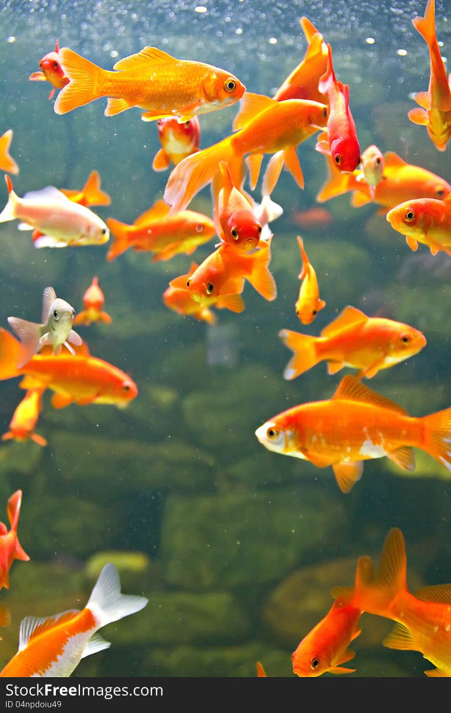 Red and gold fishes in aquarium. Red and gold fishes in aquarium