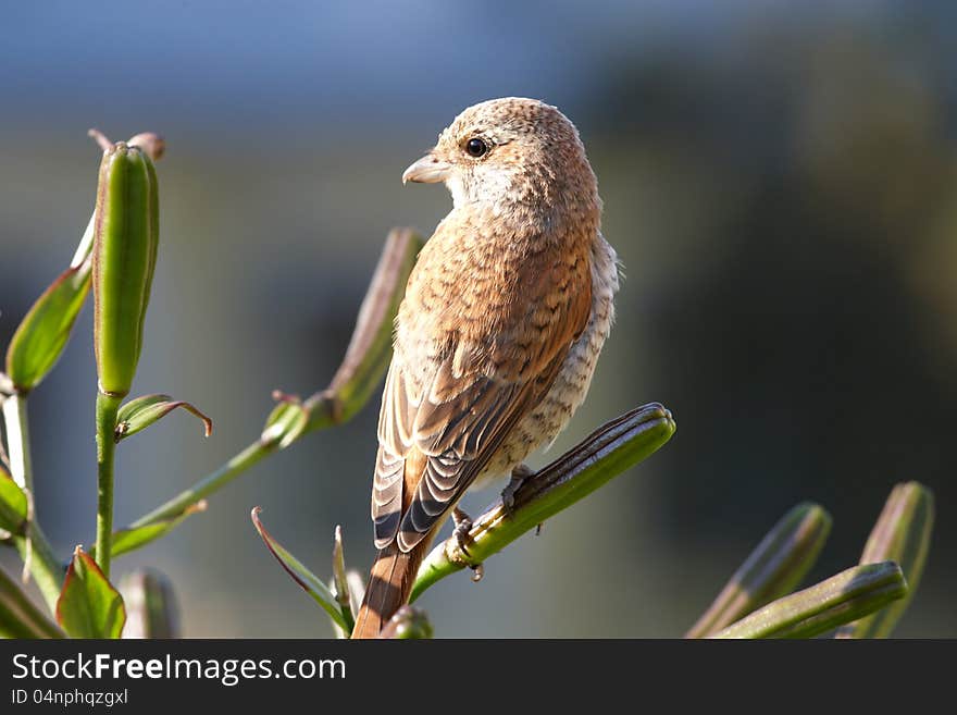 Red Basket shrike