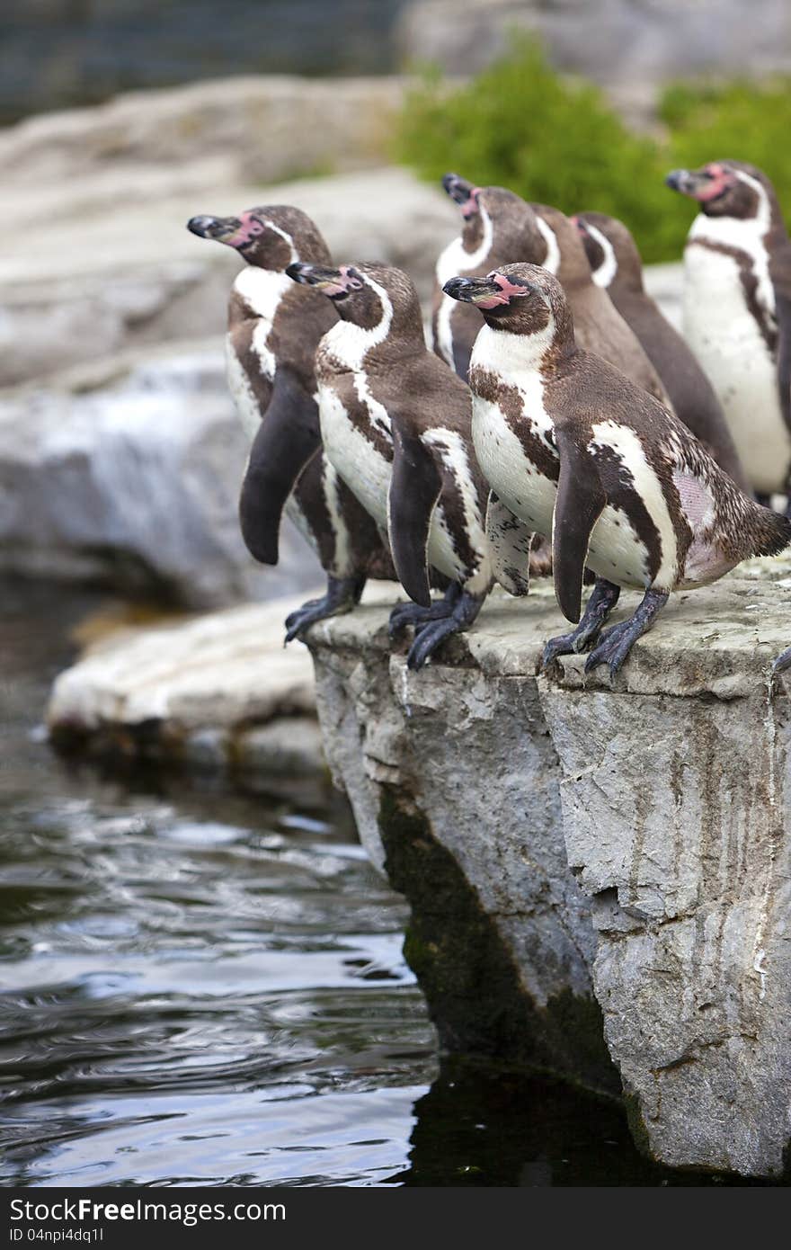 A group of Penguins going for a swim.