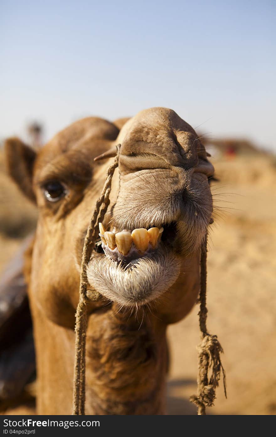 Silhouette of a Camel on the Dunes of the Thar Desert, Rajasthan - India. Silhouette of a Camel on the Dunes of the Thar Desert, Rajasthan - India