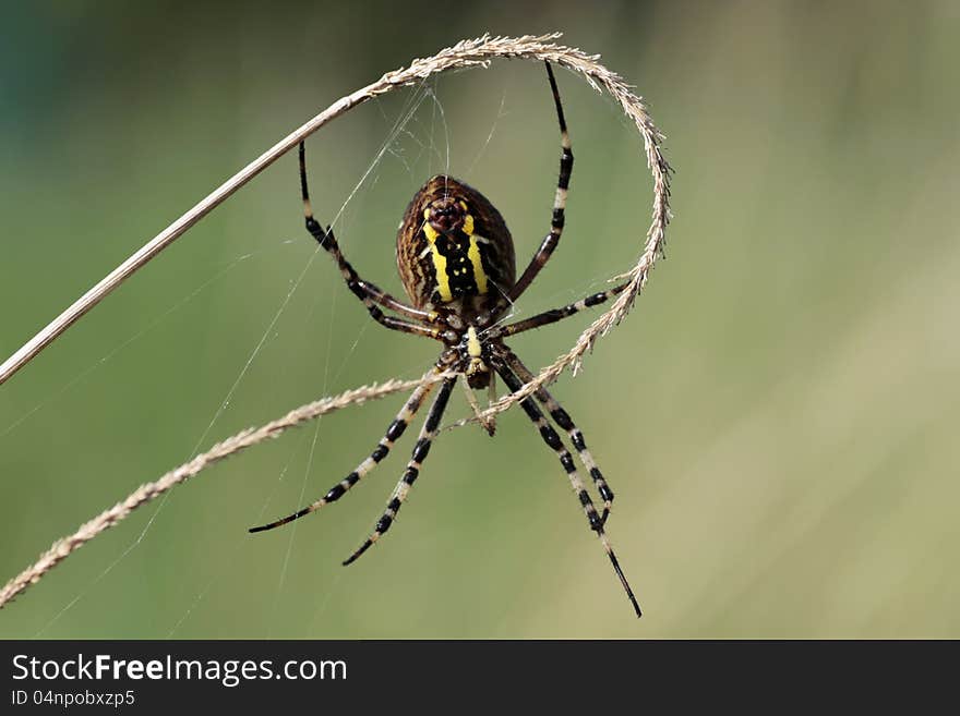 Wasp spider close up