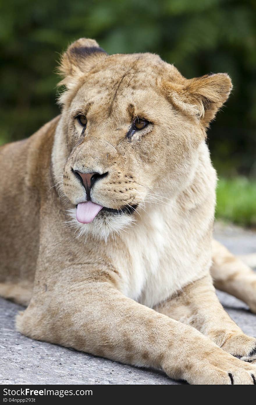 Lioness sitting on the grass. Lioness sitting on the grass.