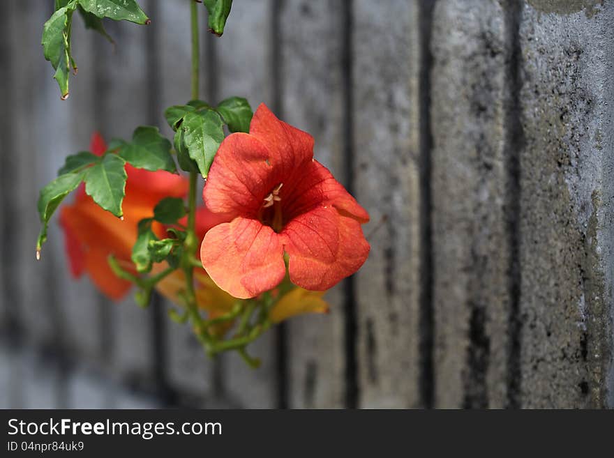 Orange Contrast