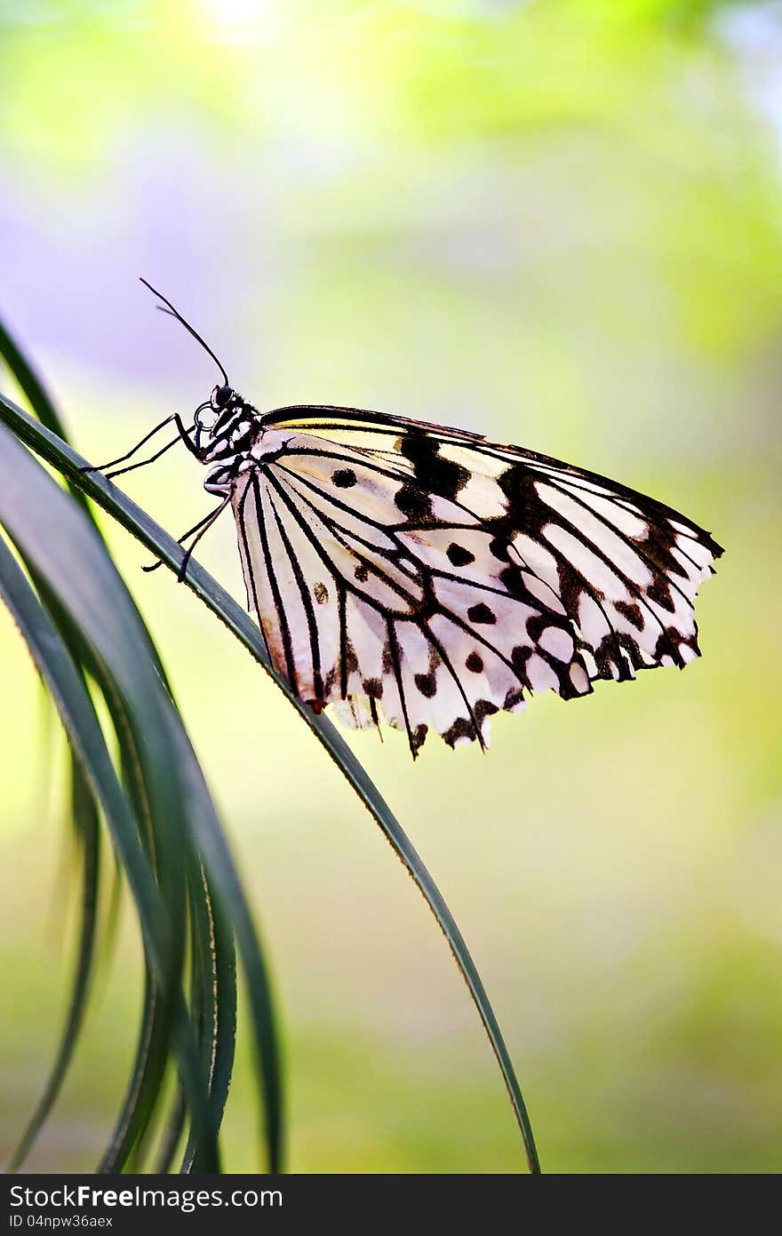 Black And White Butterfly