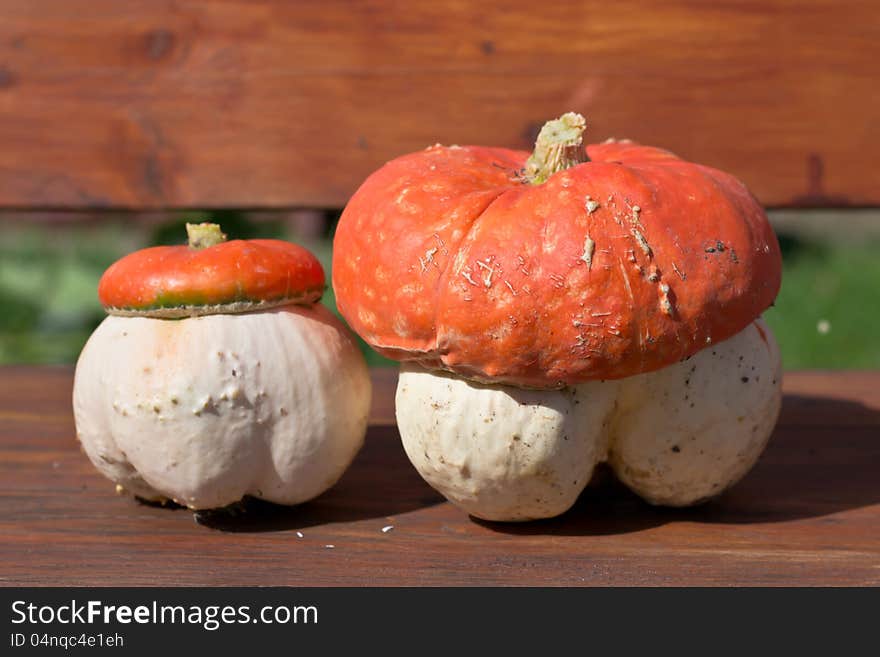 Fungoid pumpkin