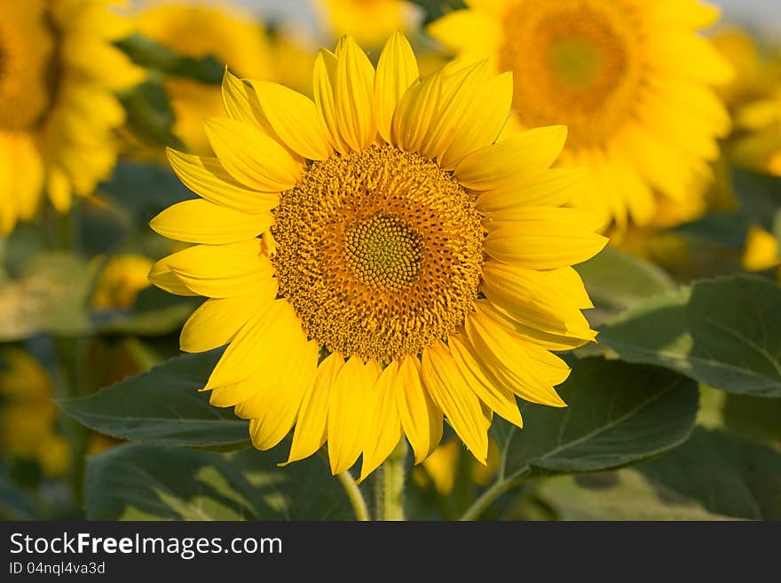 Sunflower blossoms decorate the fields. Sunflower blossoms decorate the fields